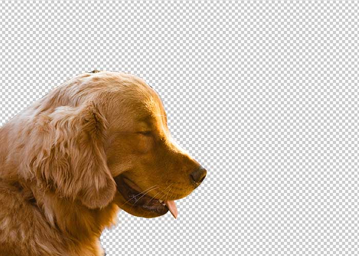 after Remove Animals Background