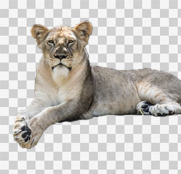 lion